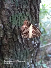 Colobura dirce wolcotti