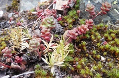 Sedum divergens
