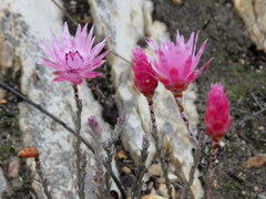 Syncarpha canescens canescens
