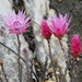 Pink Sewejaartjie - Photo (c) Gigi Laidler, some rights reserved (CC BY-NC), uploaded by Gigi Laidler