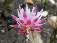 Syncarpha canescens canescens