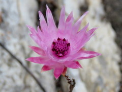 Syncarpha canescens canescens