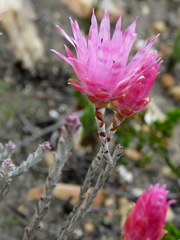 Syncarpha canescens canescens