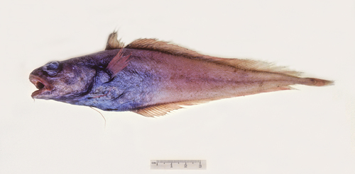 Luminescent cod (Physiculus luminosa) — Moridae — 3