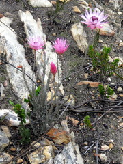 Syncarpha canescens canescens
