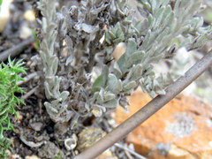 Syncarpha canescens canescens