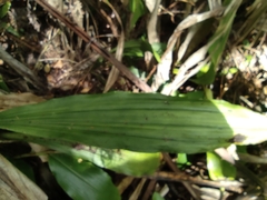 Calanthe sylvatica image