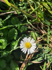 Bellis annua