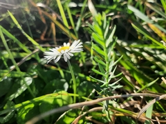 Bellis annua