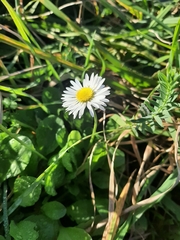Bellis annua