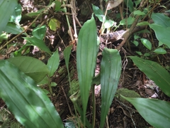 Phaius pulchellus