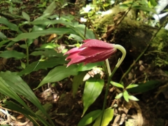 Phaius pulchellus