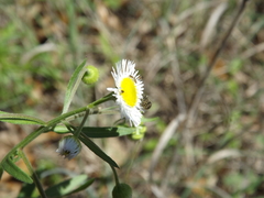 Acmaeodera neglecta