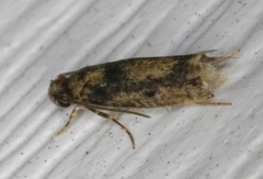 Niditinea fuscella