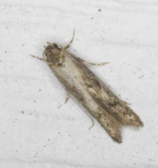 Blastodacna atra
