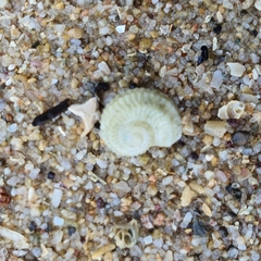 Pseudoliotia reeviana