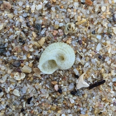 Pseudoliotia reeviana