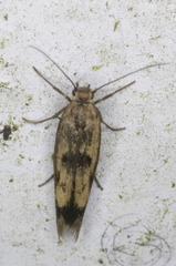 Scythris limbella