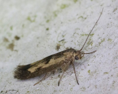 Scythris limbella