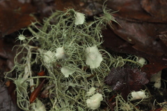 Usnea florida