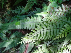Hymenasplenium unilaterale