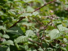 Rubus pedunculosus