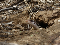 Gerrhosaurus nigrolineatus