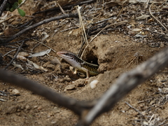 Gerrhosaurus nigrolineatus