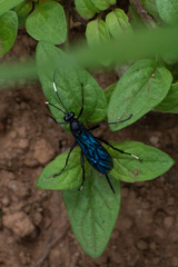 Dotocryptus bellicosus