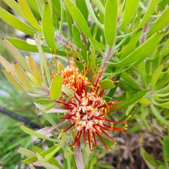 Leucospermum saxosum image