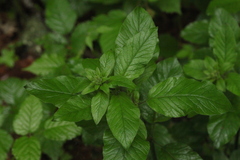 Lysimachia verticillaris