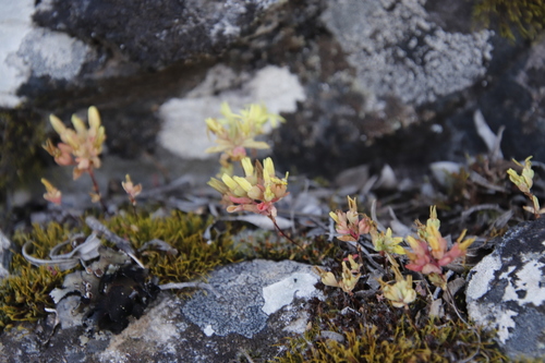 Crassula sebaeoides