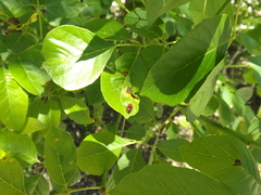 Tropidosteptes cardinalis