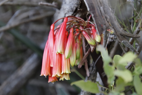 Image of Clivia mirabilis by (c) Tony Rebelo, some rights reserved (CC BY-SA)