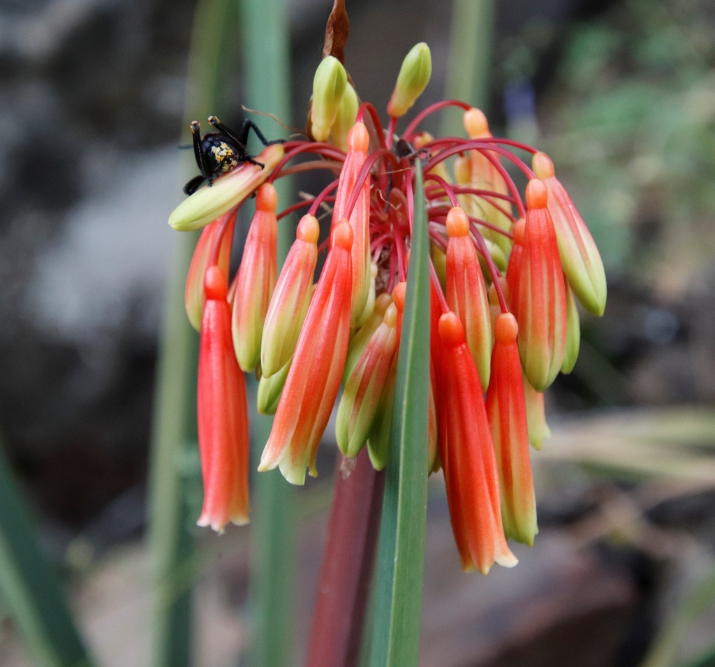 Clivia mirabilis 2