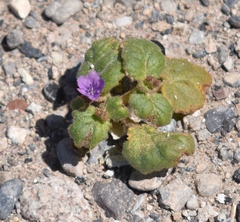 Phacelia pachyphylla