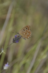 Polyommatus albicans
