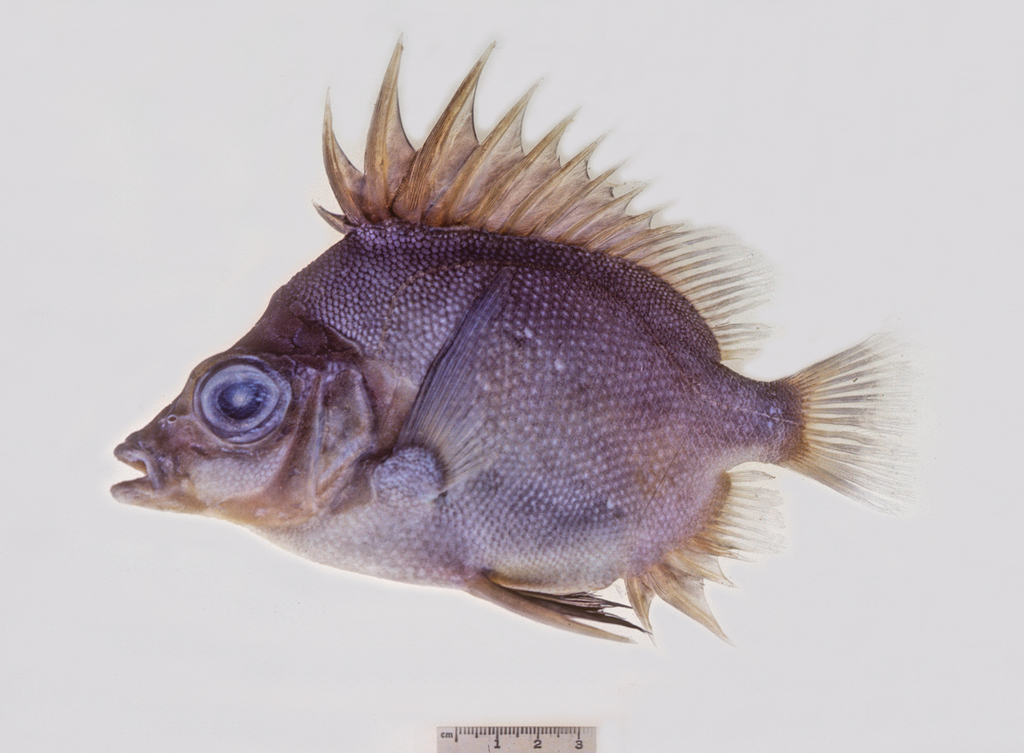 Bigspined Boarfish