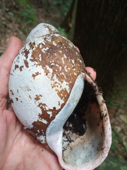Megalobulimus ovatus