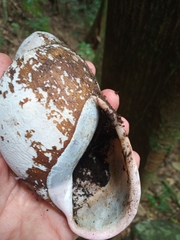 Megalobulimus ovatus