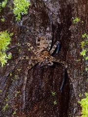 Heteropoda tetrica