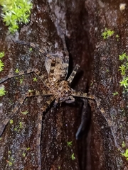Heteropoda tetrica