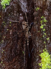 Heteropoda tetrica