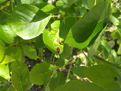Tropidosteptes cardinalis