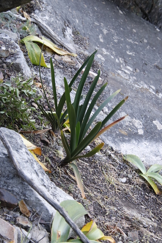 Clivia mirabilis, photograph 3