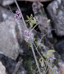 Trigonocapnos lichtensteinii