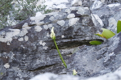 Zantedeschia odorata