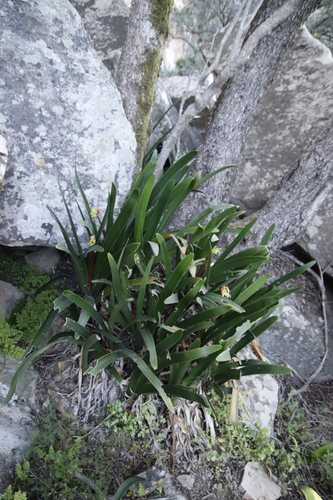 Clivia mirabilis, photograph 2