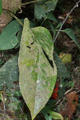 Anthurium subcordatum