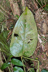 Anthurium subcordatum